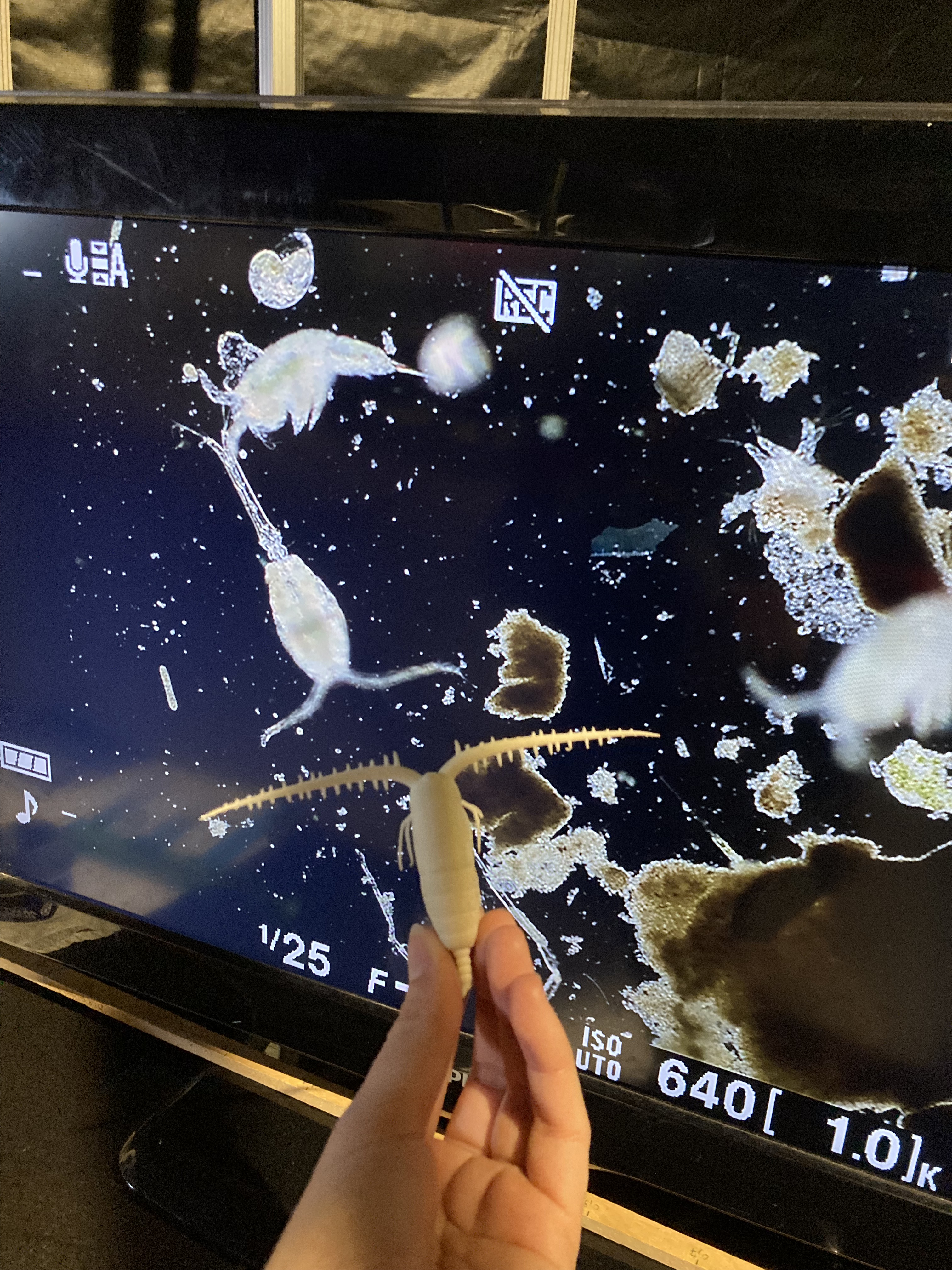 Observation d'un copépode au Village des Sciences de L'Océan